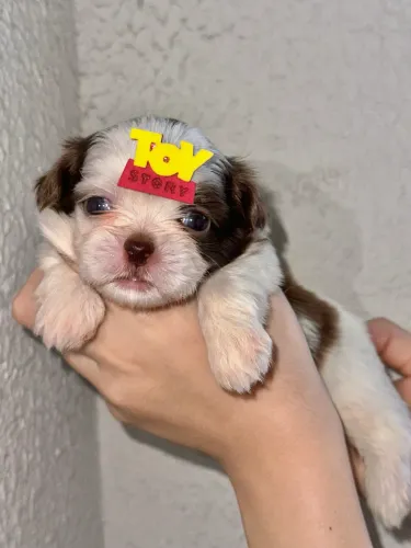SHIH-TZU MACHINHOS PARA RESERVA