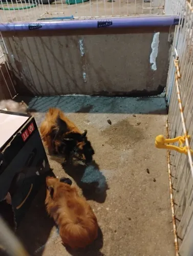 Vendo porquinho da índia 2 fêmea e 2 filhote 
