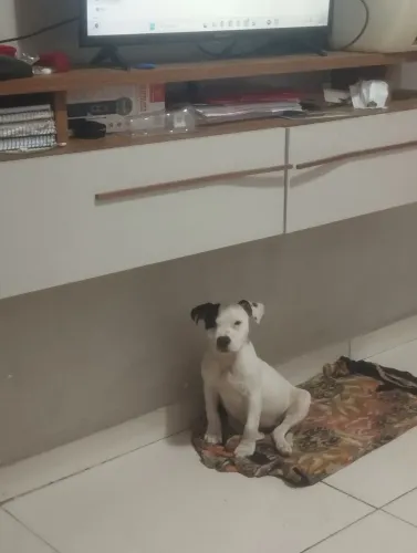 AMERICAN BULLY FILHOTE
