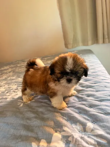 Filhote de Shih tzu puro