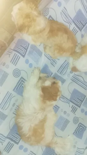 Vendo 2 Shitzu machos porte mimi urgente