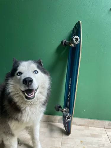 Longboard o melhor da Olx