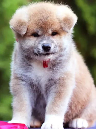 Akita Inu,Akita Inu Filhote de Alta Qualidade com Excelente Temperamento