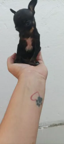 Pinscher
