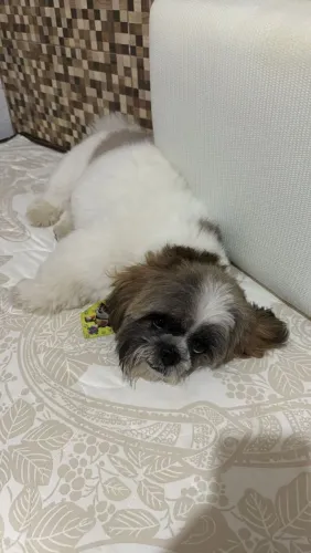 Faxina, babá de pet e cat 