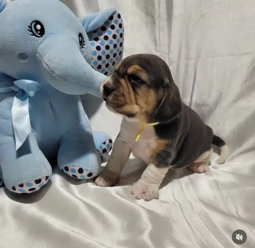Beagle macho e fêmea! Entrego, Parcelo, valor na descrição. 