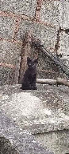 Gato preto macho Filhote