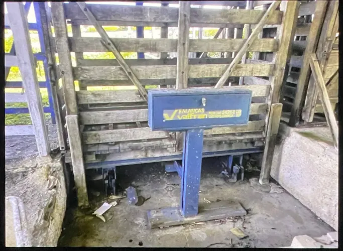 Balança bovina