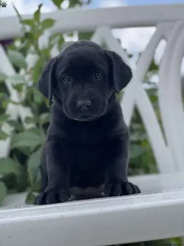 ?Seu novo melhor amigo é um Labrador?