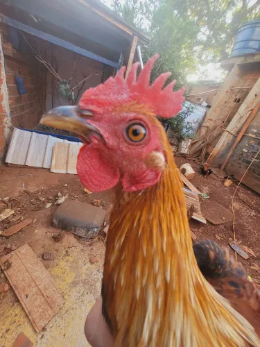 Galo bankiva