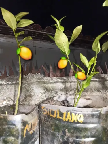 Mudas de Limão Siciliano de Estaquia
