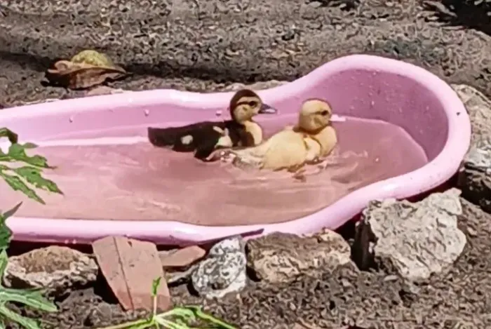 Patinhos A Venda