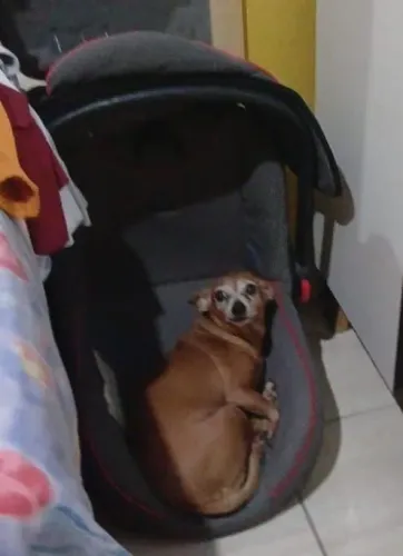 Bebê conforto