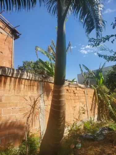 Palmeira Imperial adulta