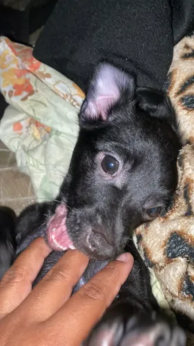 Estou vendendo esse cachorrinho