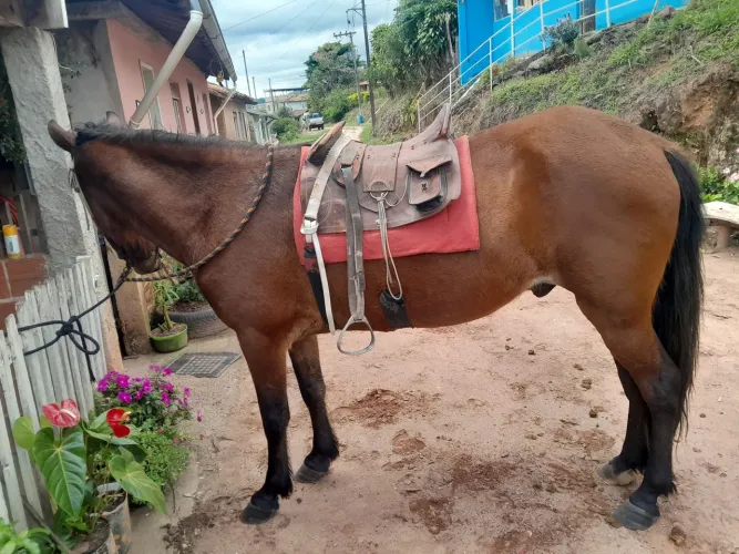 Vendo cavalo