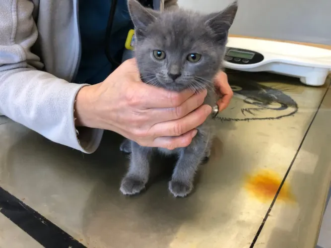 Russian blue filhotes