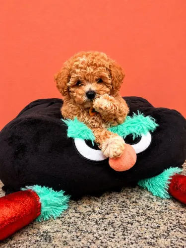 Vende-se Filhote de Poodle