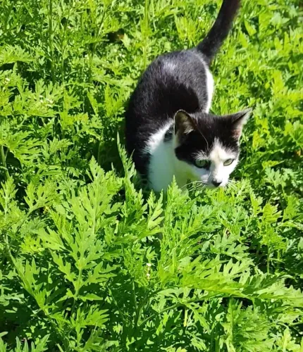 Doa-se essa gatinha frajolinha linda