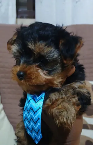 Pequeno, fofo e cheio de charme, ideal para fazer parte da sua família. ?