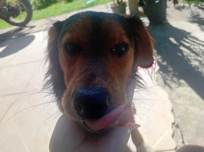 Cão macho  e mansinho vermifugado... raça desconhecida 