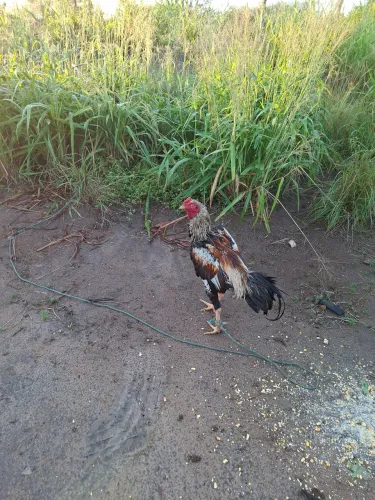Vendo galos e galinhas pintos e ovos galados 