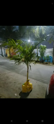 Palmeira muda média 