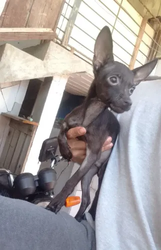 Vendo casal de pinscher 7 meses