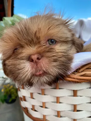 Filhotes de ShihTzu