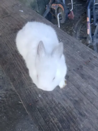 Coelhos