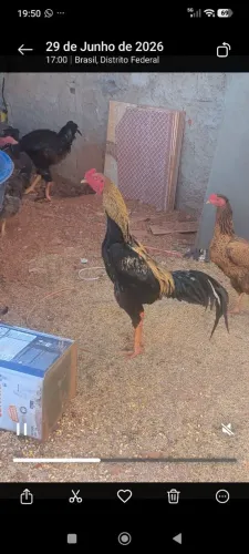Galo Shamo