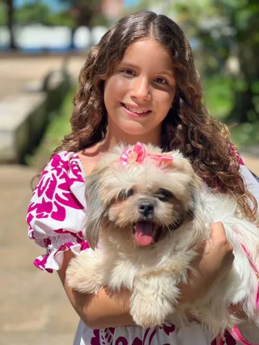 Shih-tzu + Yorkshire (SHORKIE)