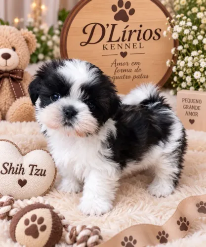 Shih tzu baby preto e branco 