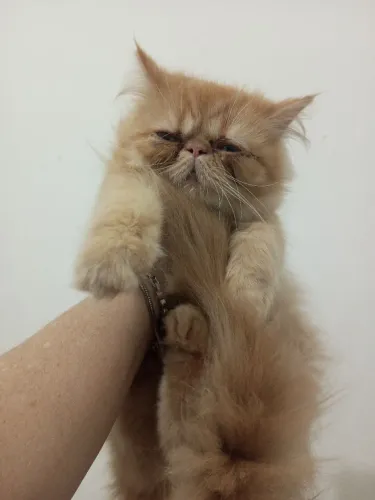 Gato persa