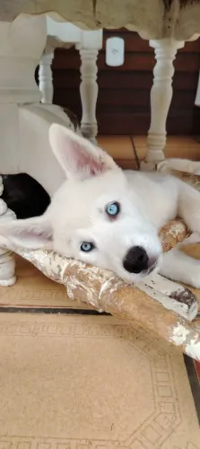 Animais domestico