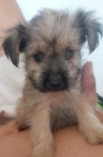 Cachorro poodle filhote