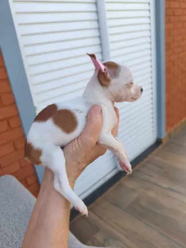 Filhotes de Pinscher encantadores - solicite mais informações!