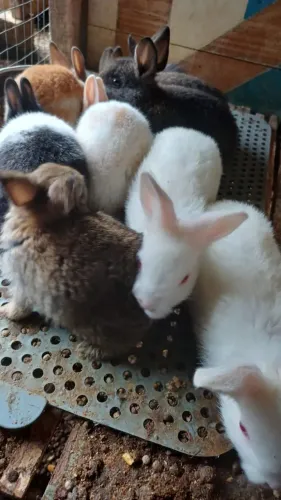 Coelhos