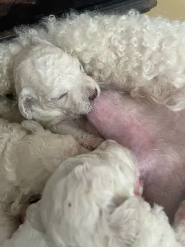 Cachorro poodle