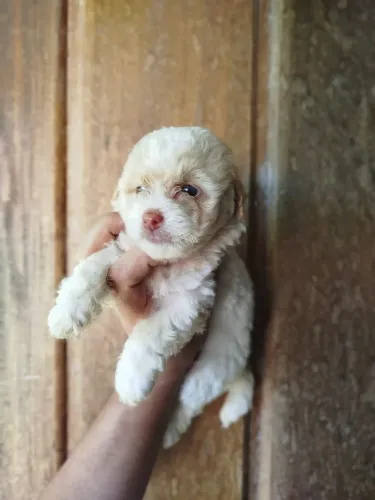 Poodle Toy fêmea 