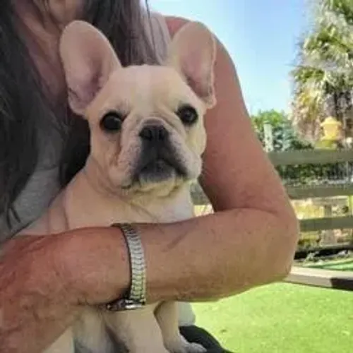 Bulldog Francês,Bulldog Francês Filhote Estrutura Perfeita Disponível