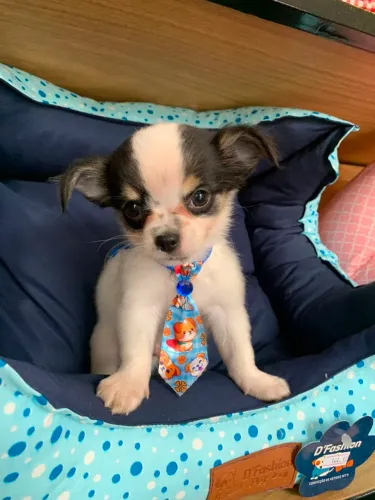 Chihuahua pelo longo com pedogree CBKC.