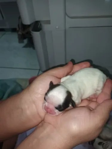 ? Filhotes de Shih Tzu - Macho
