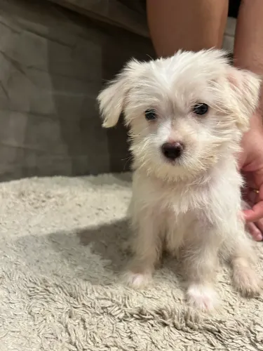 Doação de cachorro