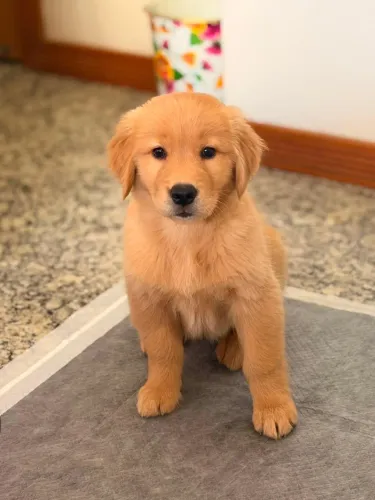 Filhote de Golden Retriver fêmea 