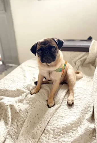 Vende-se Filhotes de Pug Legítimos! ?