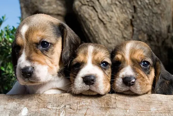 ? Filhotes de Beagle | Alegres, Carinhosos e Cheios de Energia