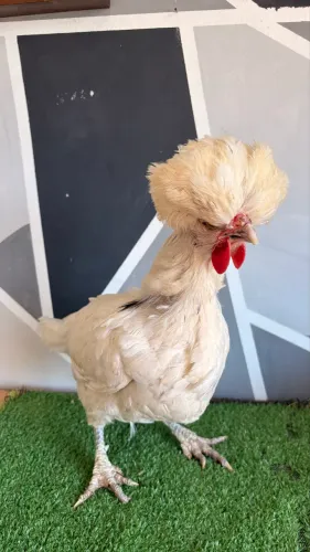Galinha Polonesa