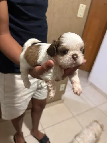 SHITZU MACHO 45 DIAS 