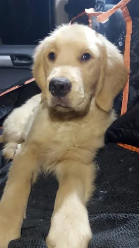 Golden Retriever macho. Filhote 